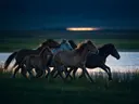 Paard in kudde, een weide bij het water, de laatste gloed vlak voor de nacht