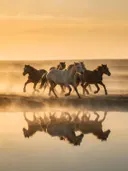 Paard in kudde, de oever, met een spiegeling in het water, de ochtendmist
