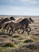Paard in kudde, een wilde heide, een fris lentemoment