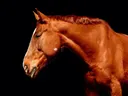 Paard in profiel tegen zwarte achtergrond