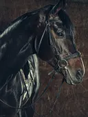 Paard met hoofdstel in de stal