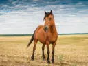 Paard in een open veld