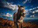 Paard lachend, een varenhelling, een dramatische blauwe lucht