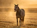 Paard lachend, een goudkleurig stoppelveld, een gouden namiddagzon