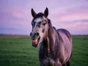 Paard lachend, een rustig weiland, een roze-paarse schemering