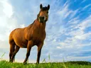 Paard vanuit lage hoek tegen de hemel
