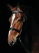 Paard met versierd hoofdstel
