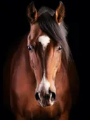 Paard met hartvormige witte bles