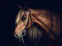 Paard met hoofdstel close-up, dieren schilderij