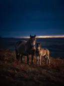 Paard met jong, een varenhelling, de laatste gloed vlak voor de nacht