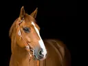 Paard met sierlijk hoofdstel
