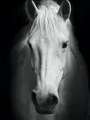 Paard met sierlijke leren teugel