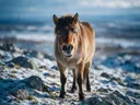 Paard nieuwsgierig, een rotsachtig hoogland, een dun laagje sneeuw