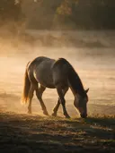 Paard op afstand, een bosrand, de ochtendmist