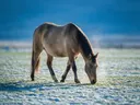 Paard op afstand, een rustig weiland, een dun laagje sneeuw