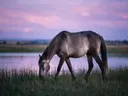 Paard op afstand, een weide bij het water, een roze-paarse schemering