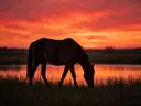 Paard op afstand, een weide bij het water, een silhouet tegen een vurige zonsondergang