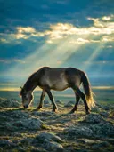 Paard op afstand, een rotsachtig hoogland, lichtbundels door de wolken