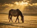 Paard op afstand, een goudkleurig stoppelveld, lichtbundels door de wolken
