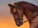 Paardenkop in oranje avondlicht