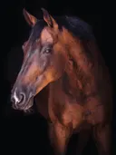 Zijportret van een bruin paard