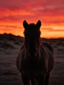 Paard recht in de lens, de duinen, een silhouet tegen een vurige zonsondergang
