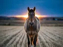 Paard recht in de lens, een goudkleurig stoppelveld, het felle tegenlicht van de ondergaande zon