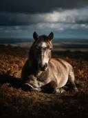 Paard rustend, een varenhelling, een enkele lichtbundel als een spotlicht