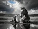 Paard rustend, de oever, met een spiegeling in het water, een fris moment na de regen, zwart-wit