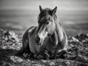 Paard rustend, een rotsachtig hoogland, een roze-paarse schemering, zwart-wit
