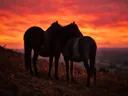 Paard samen, een varenhelling, een silhouet tegen een vurige zonsondergang
