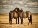 Paard samen, een goudkleurig stoppelveld, een zacht bewolkte hemel