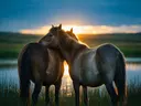 Paard samen, een weide bij het water, het felle tegenlicht van de ondergaande zon