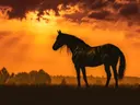 Silhouet van paard bij zonsondergang