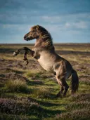 Paard steigerend, een wilde heide, de volle zomer