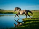 Paard steigerend, de oever, met een spiegeling in het water, de volle zomer