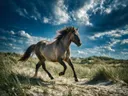 Paard steigerend, de duinen, een dramatische blauwe lucht