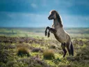 Paard steigerend, een wilde heide, een fris lentemoment