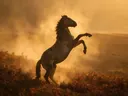 Paard steigerend, een varenhelling, een gouden namiddagzon