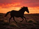 Paard steigerend, een wilde heide, een silhouet tegen een vurige zonsondergang