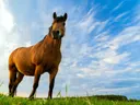 Paard vanuit laag standpunt tegen blauwe lucht