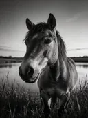 Paard van onderaf, een weide bij het water, een roze-paarse schemering, zwart-wit