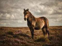 Paard van onderaf, een wilde heide, een zacht bewolkte hemel