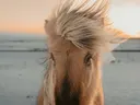 Close-up van een paardenhoofd met wapperende manen tegen een zonsondergang.