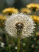 Macrofotografie van dauwdruppels op paardenbloem, glinsterlicht