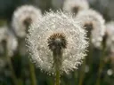 Macrofotografie van dauwdruppels op paardenbloem, glinsterlicht