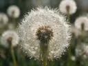 Macrofotografie van dauwdruppels op paardenbloem, glinsterlicht