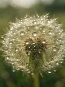 Macrofotografie van dauwdruppels op paardenbloem, glinsterlicht, gouden veld