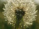Macrofotografie van dauwdruppels op paardenbloem, glinsterlicht, gouden veld