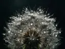 Macrofotografie van dauwdruppels op paardenbloem, glinsterlicht, middernacht
